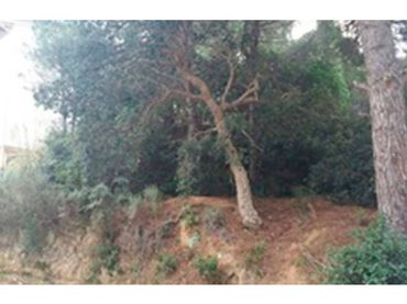 Terreno rústico en venta en Urbanizacion Rosamar