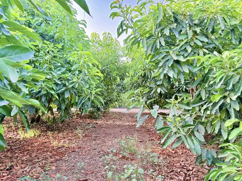 Casa o xalet en venda en Benamocarra amb Jardí privat i Moblat
