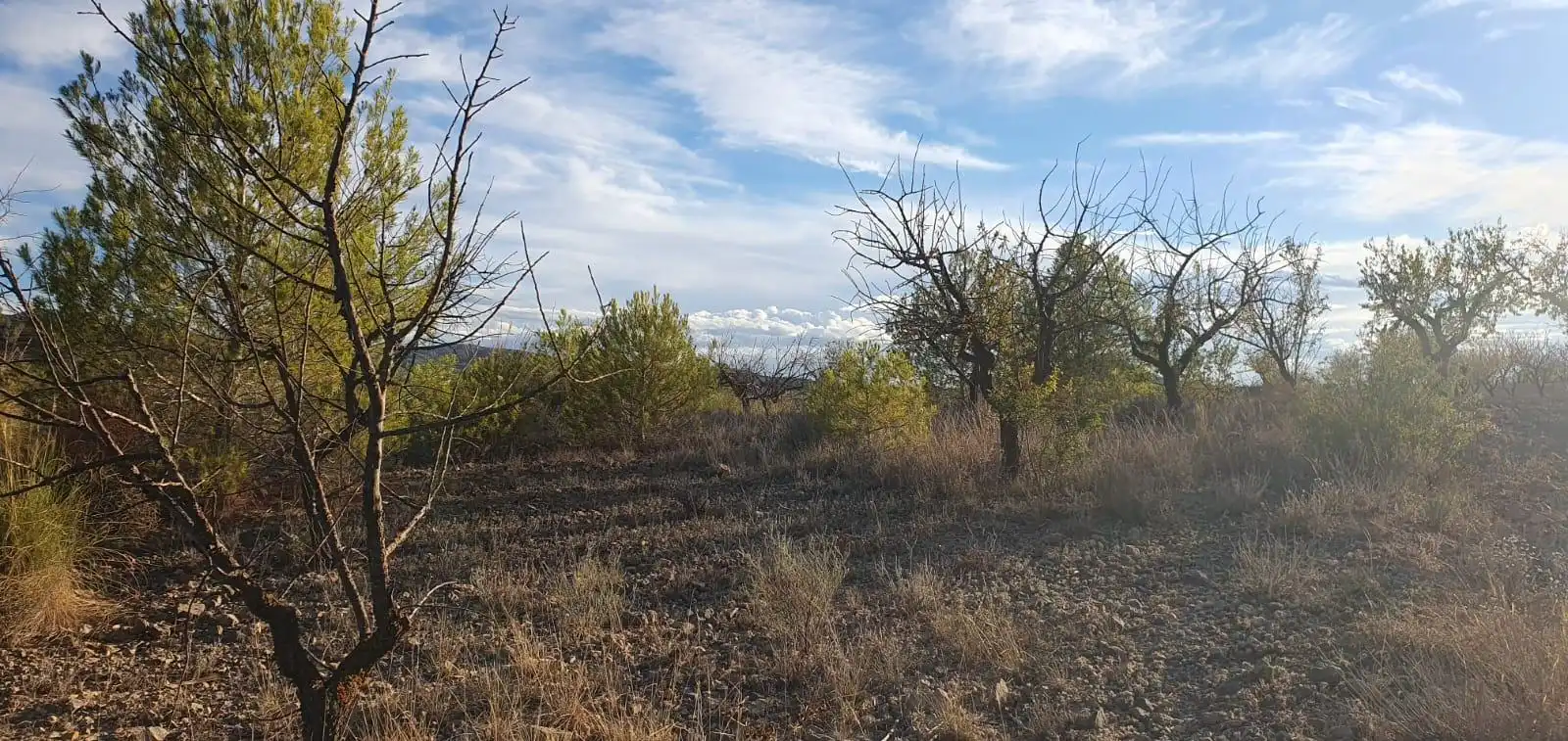 Grundstücke und Bauplätze zum Verkauf in Ricote, imagen 4