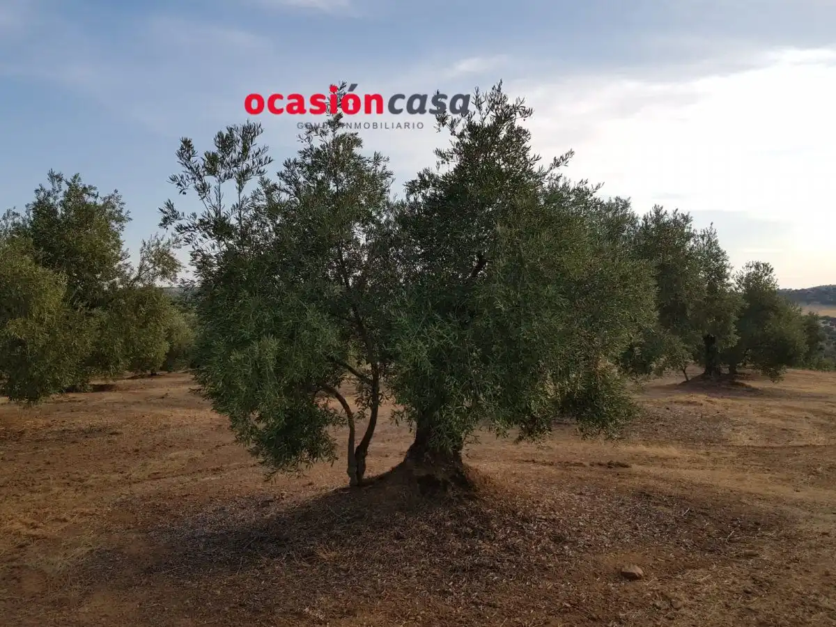Finca rústica en venta en Espiel con Piscina y Amueblado