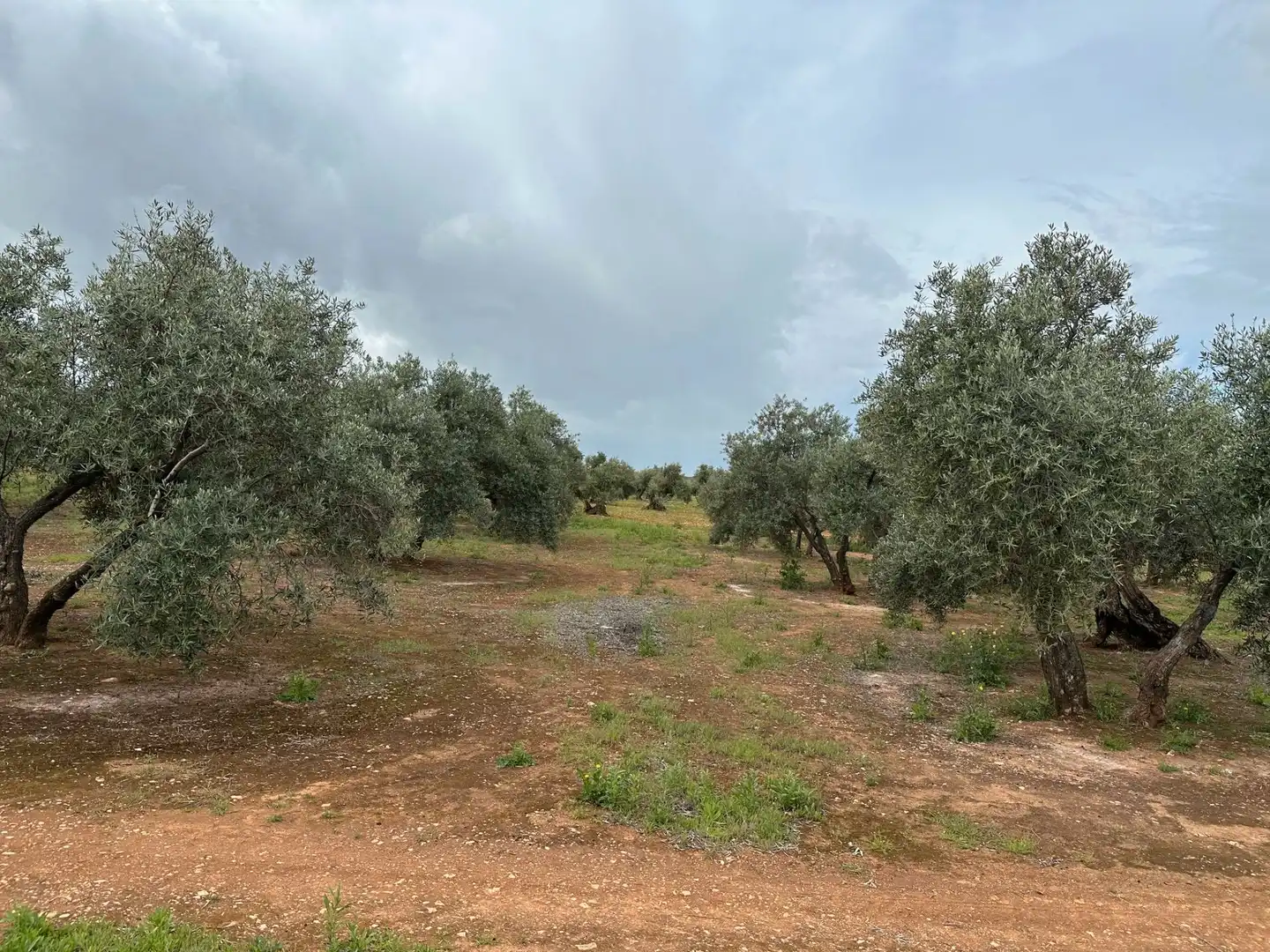 Terreni e lotti in vendita a Torreblascopedro, imagen 6
