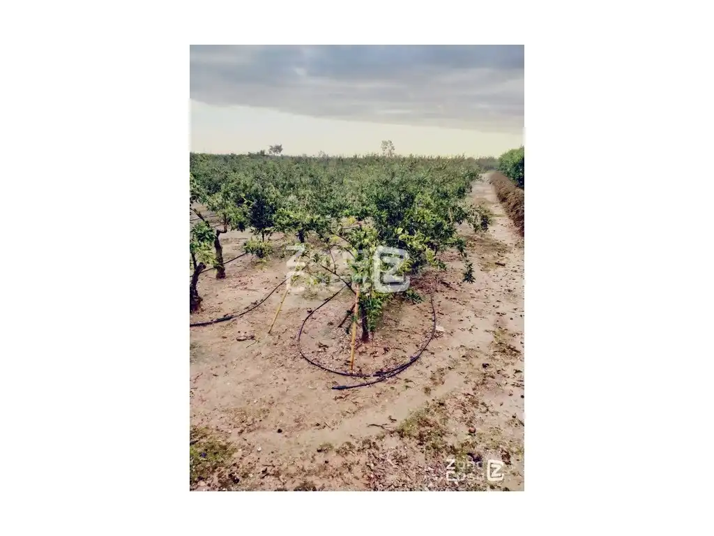Country house for sale in Algemesí