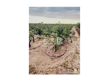 Country house for sale in Algemesí