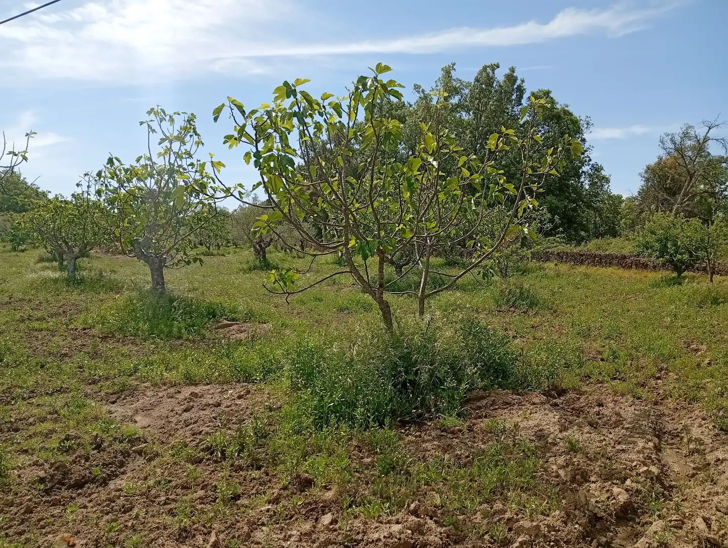 Terreni e lotti in vendita a Villanueva de la Vera, imagen 29