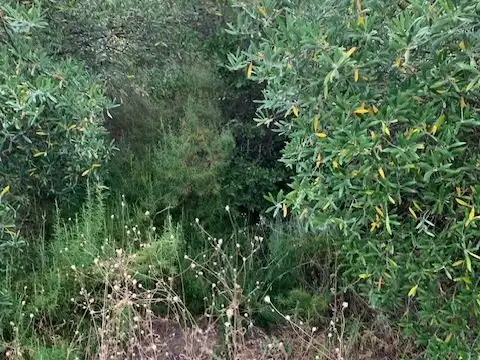 Land for sale in Alcolea del Río