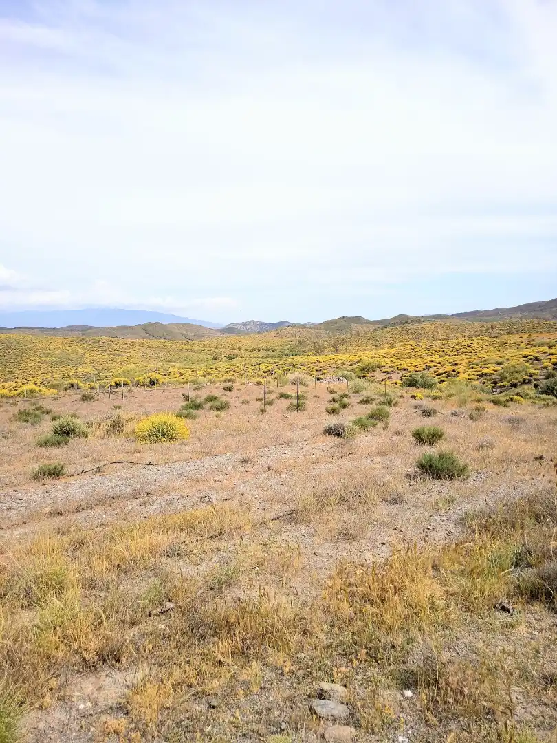Terreno rustico in vendita a Alboloduy, imagen 17