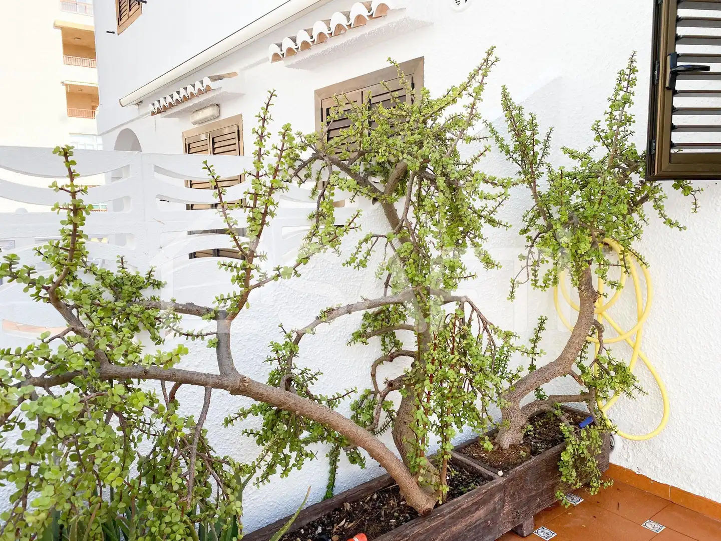 Jardí de Casa adosada en venda en Sueca amb Terrassa, Balcó i Piscina comunitària