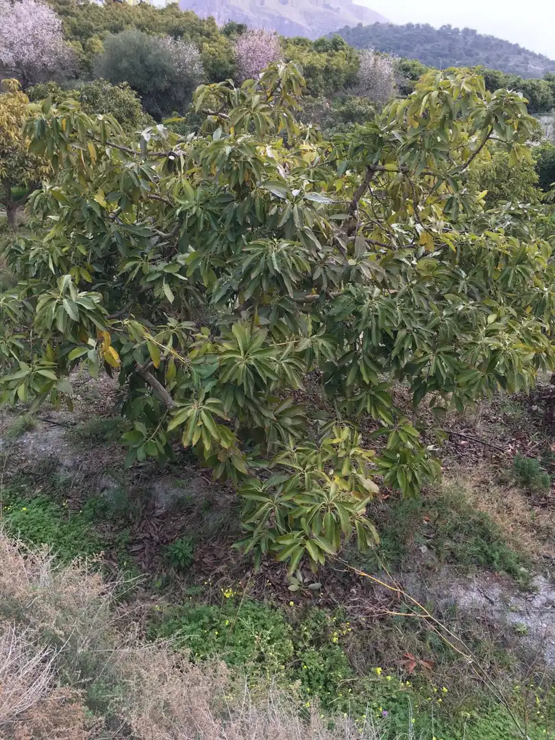 Terrenys i solars en venda a Molvízar, imagen 8