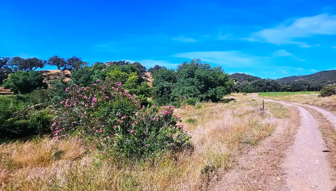 Terrenos y solares en venta en Aracena, imagen 43