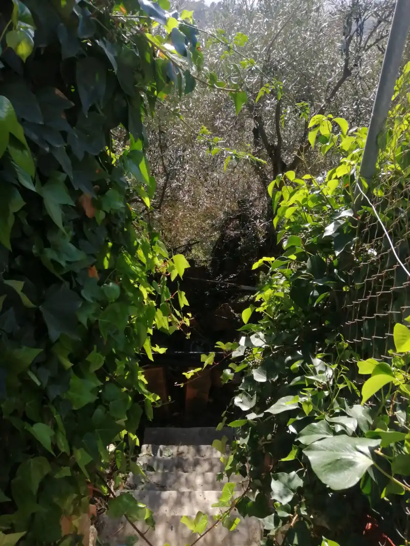 Jardí de Casa o xalet en venda en Cártama amb Jardí privat, Terrassa i Piscina