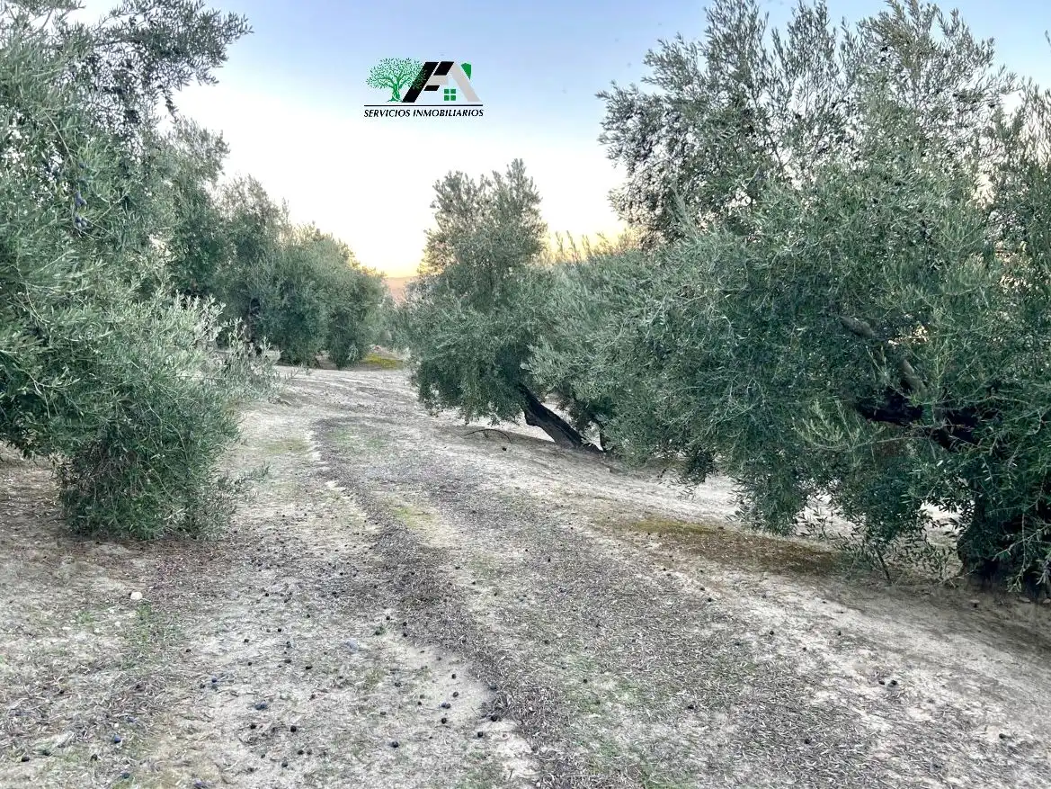 Terreno en venta en Ibros