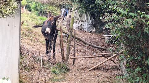 Photo 3 of Residential for sale in Caldones, Asturias