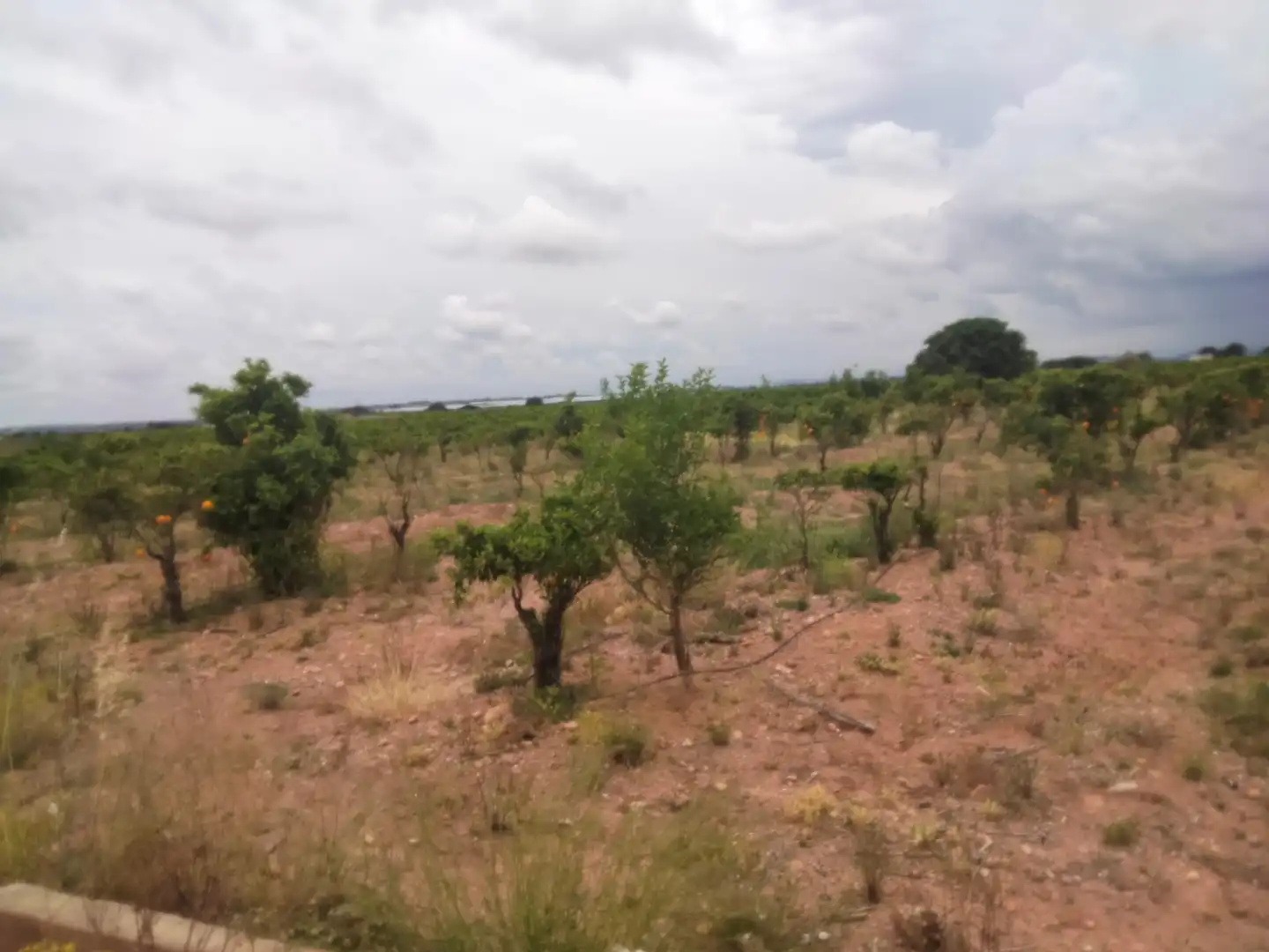 Terrain rustique à vendre à Centro, imagen 3