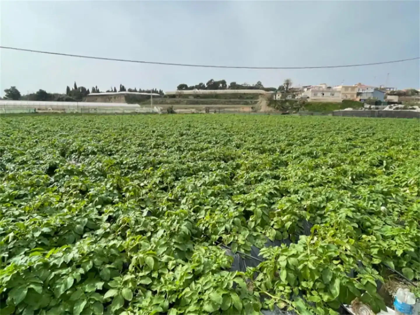 Finca rústica en venda en Algarrobo