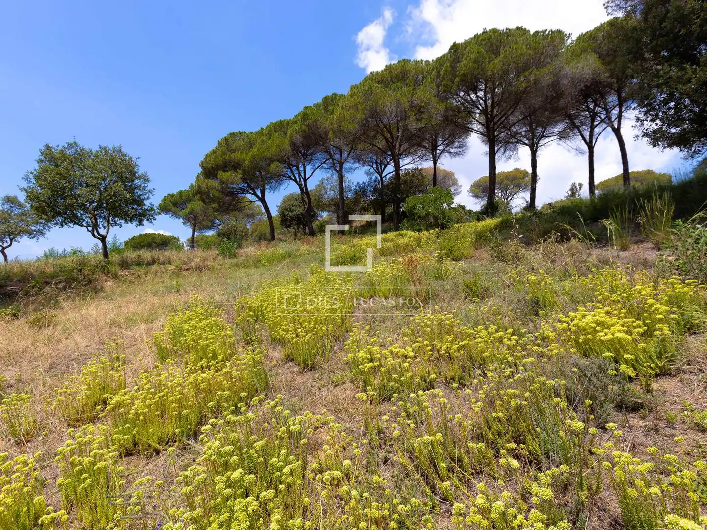 Rural land for sale in Vallromanes, imagen 15