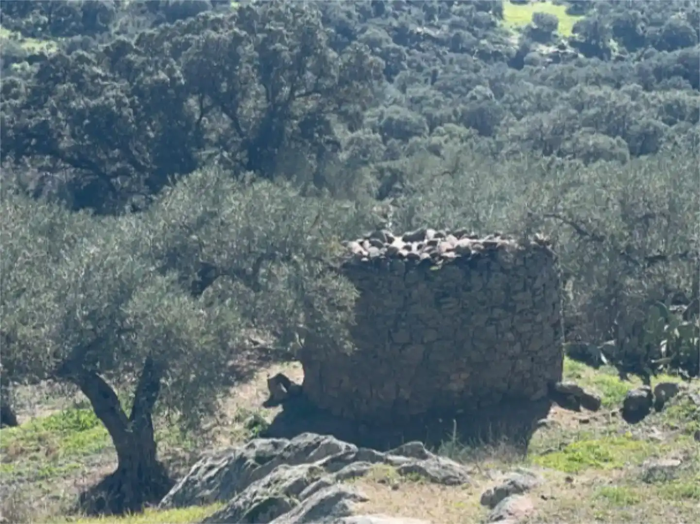 Grundstücke zum Verkauf in Montánchez