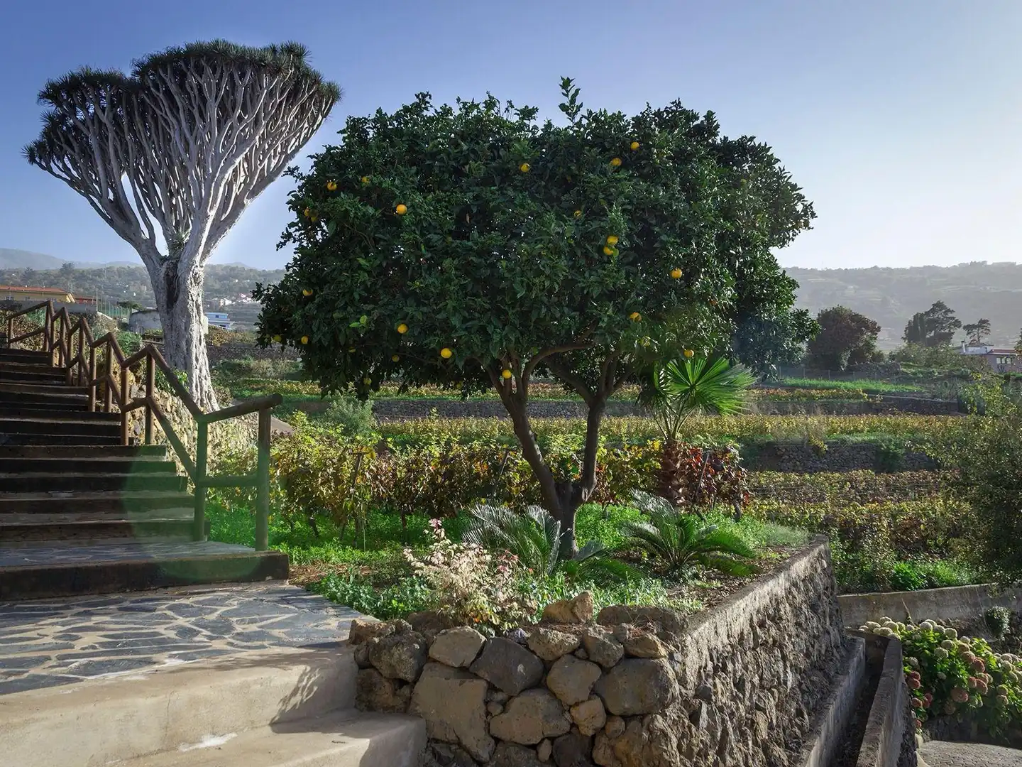 Garten von Country house zum Verkauf in Santa Úrsula mit Privatgarten, Terrasse und Schwimmbad