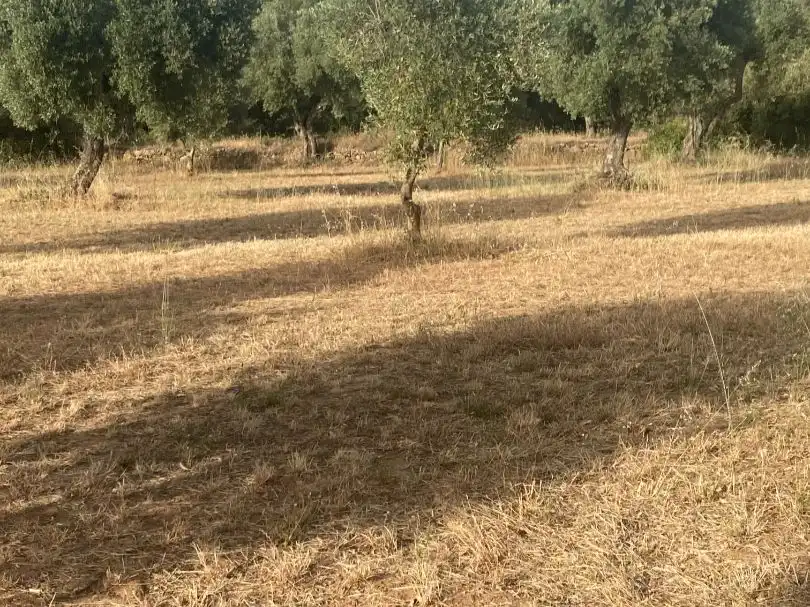 Rural land for sale in disseminat s/n, imagen 6