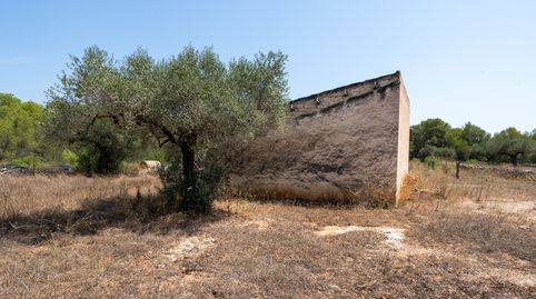Gran finca de olivos y pinos con agua de riego, immagine 4