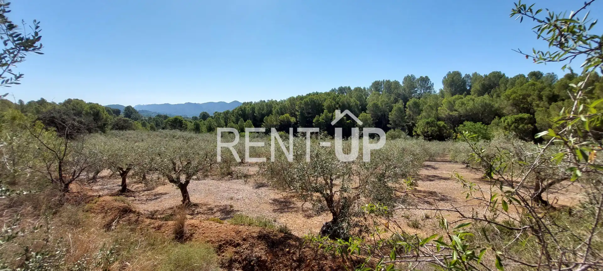Terreny rústic en venda a Xàtiva, imagen 6