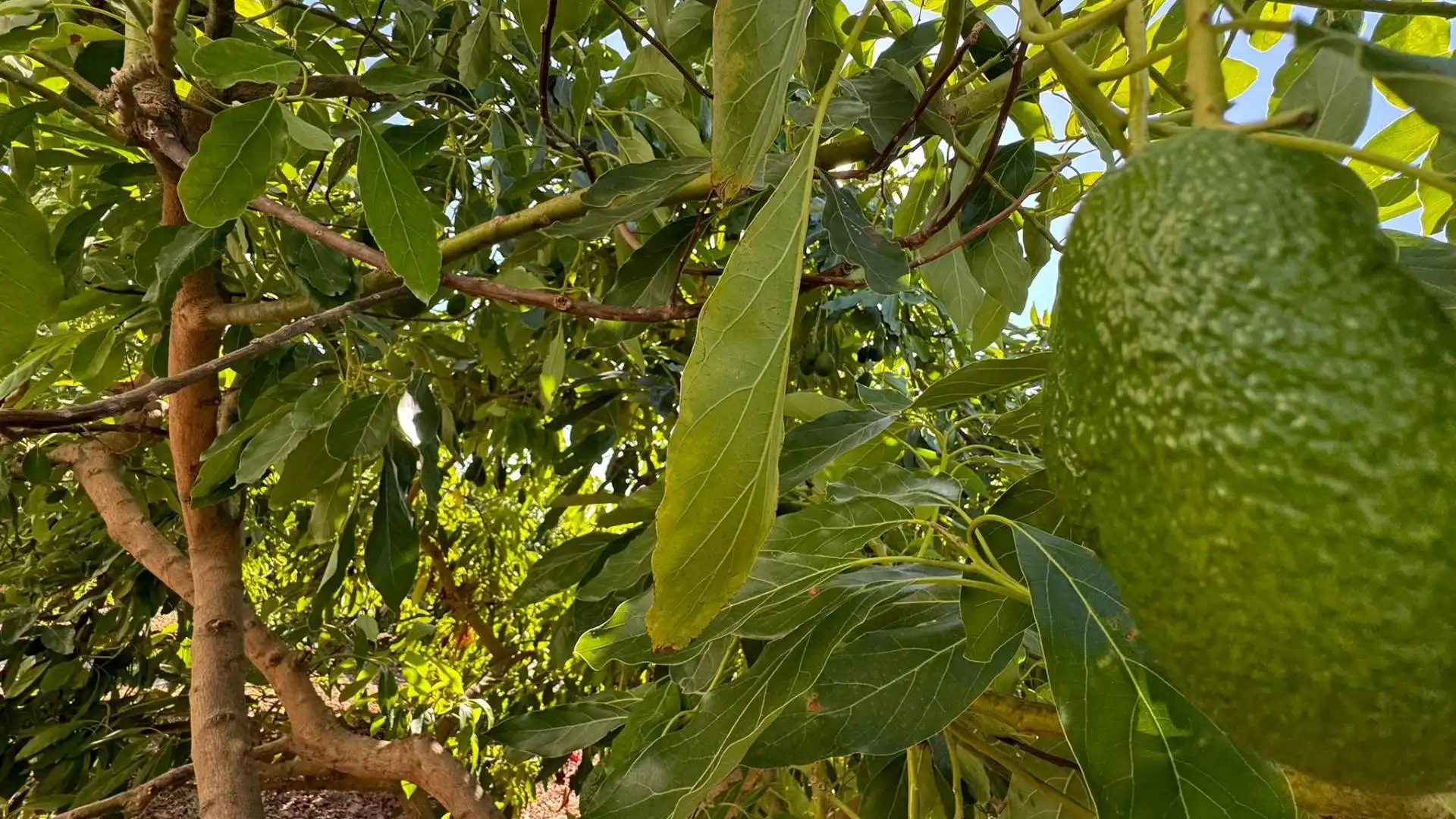 Terreno rustico in vendita a Capellanía - Retamar