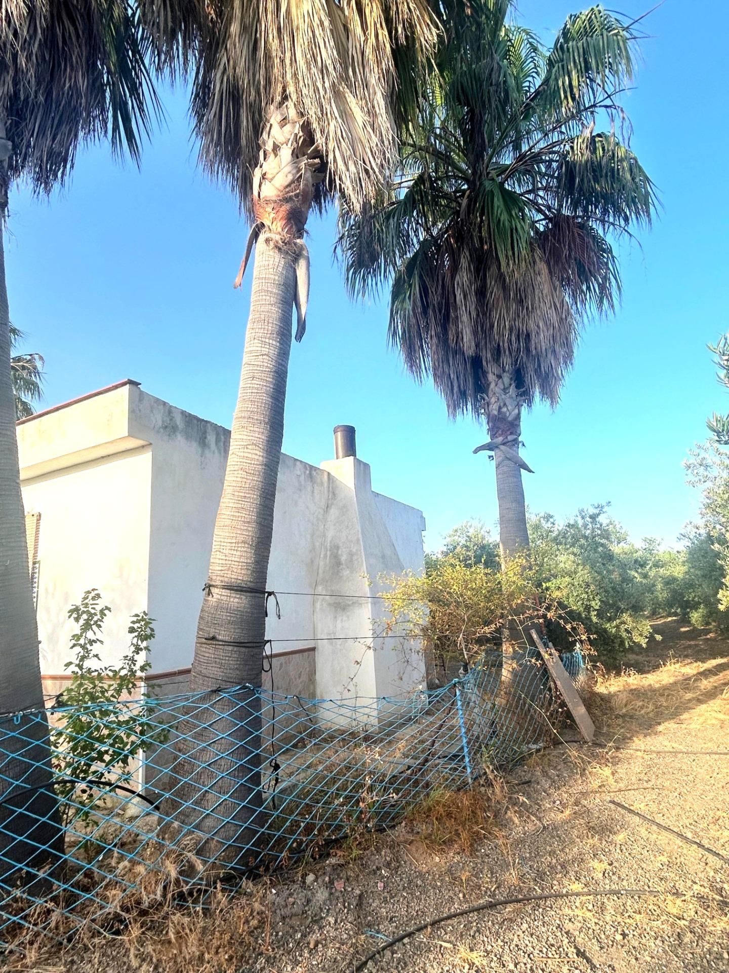 Vista exterior de Casa o xalet en venda en Alcolea del Río amb Terrassa