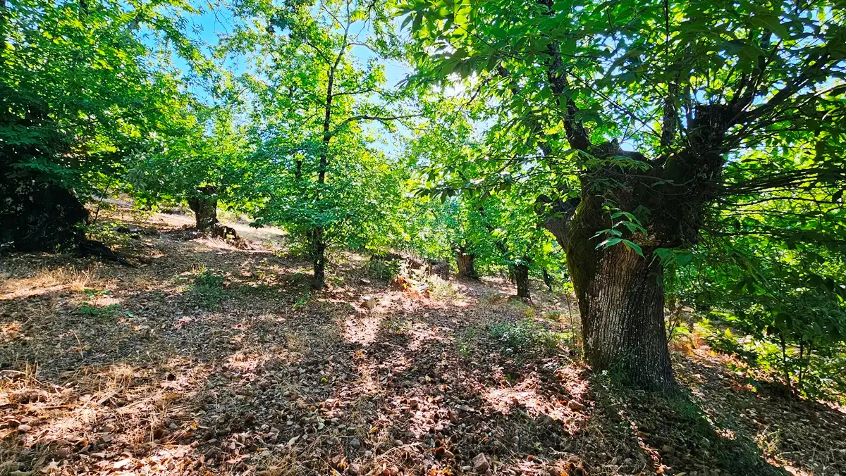 Terreni e lotti in vendita a Castaño del Robledo, imagen 23