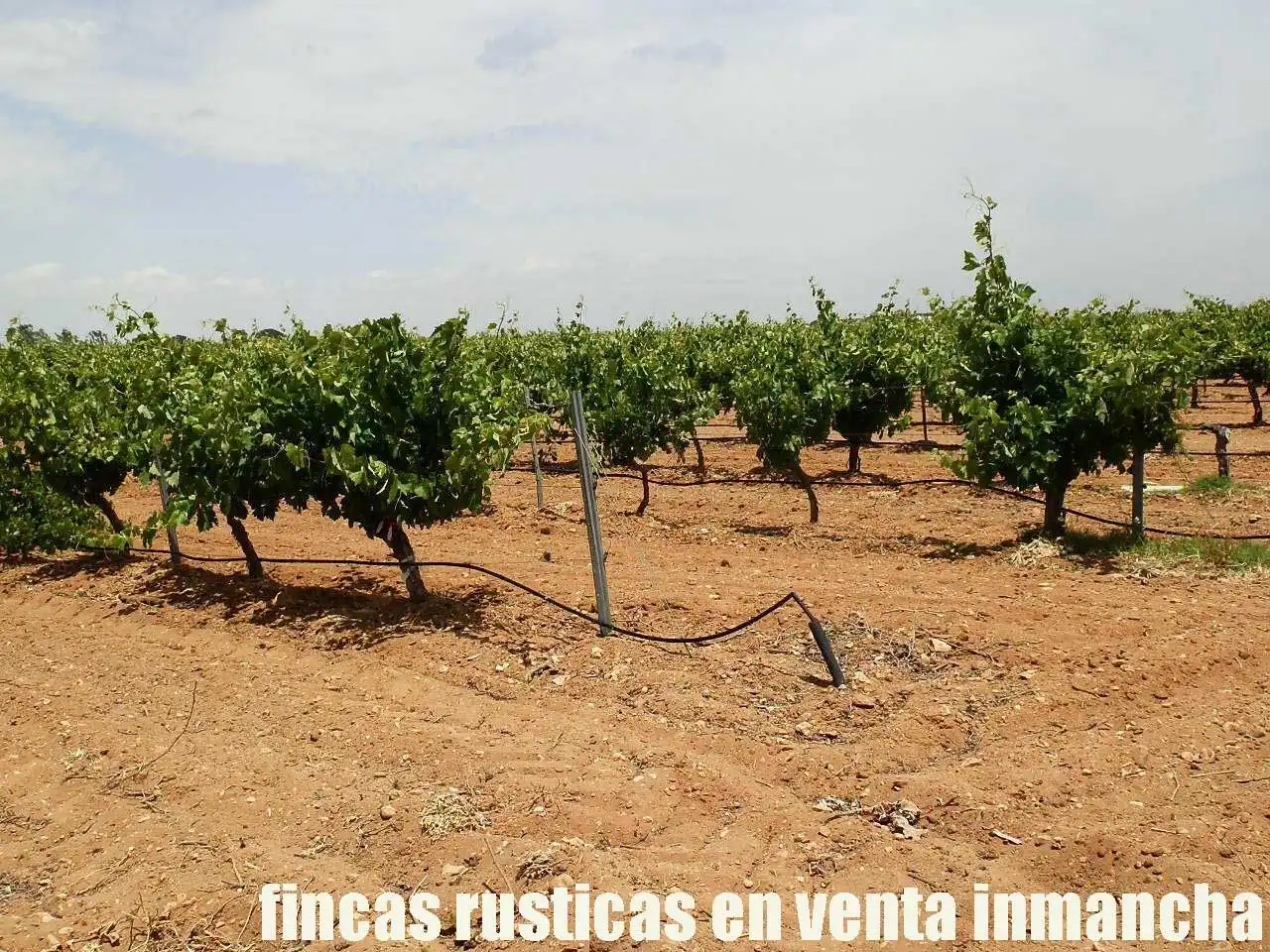 Terreny rústic en venda a Villarrobledo, imagen 8