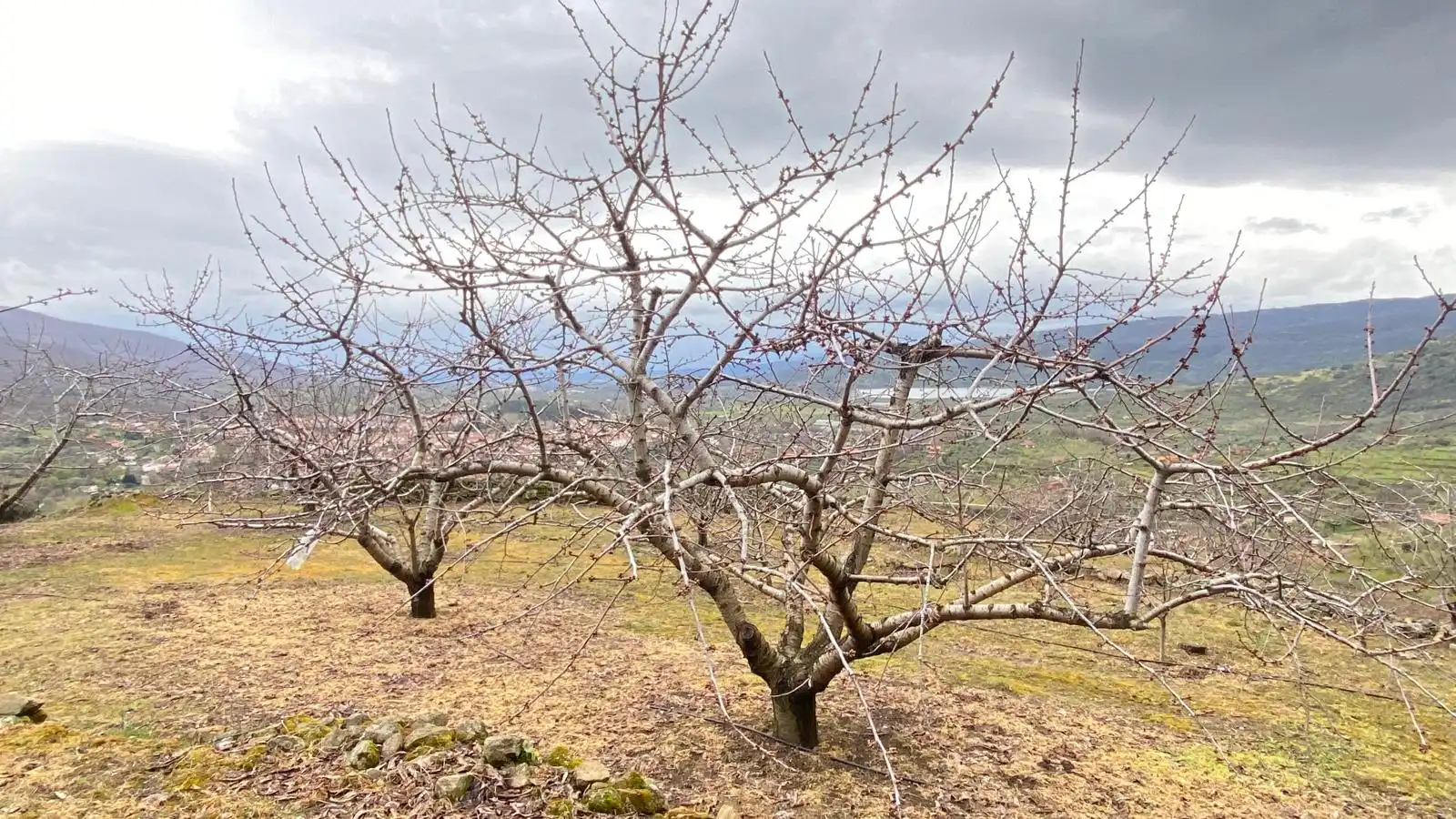 Terreni e lotti in vendita a Hervás, imagen 3
