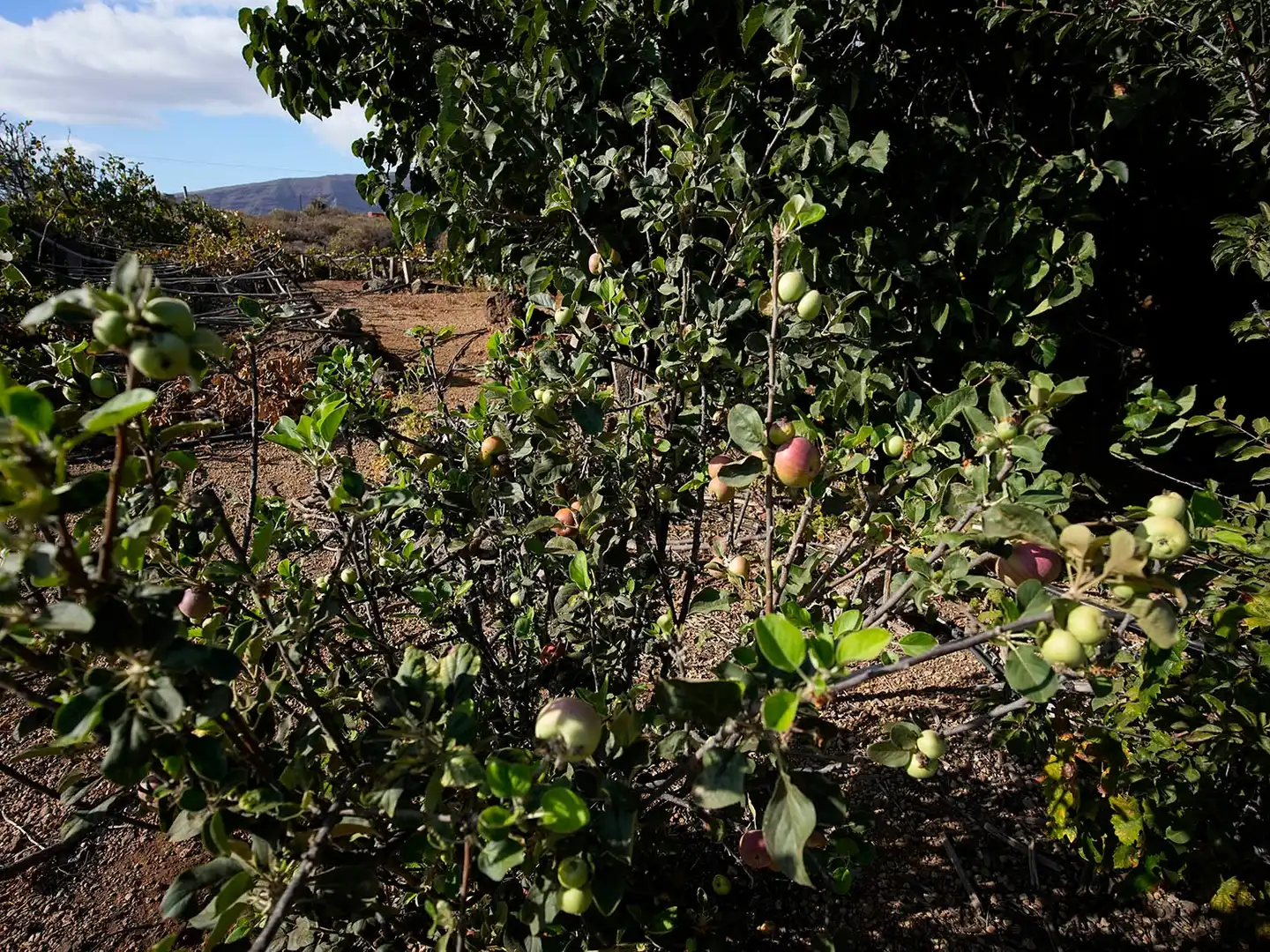 Jardín de Terreno en venta en Arafo, Santa Cruz de Tenerife