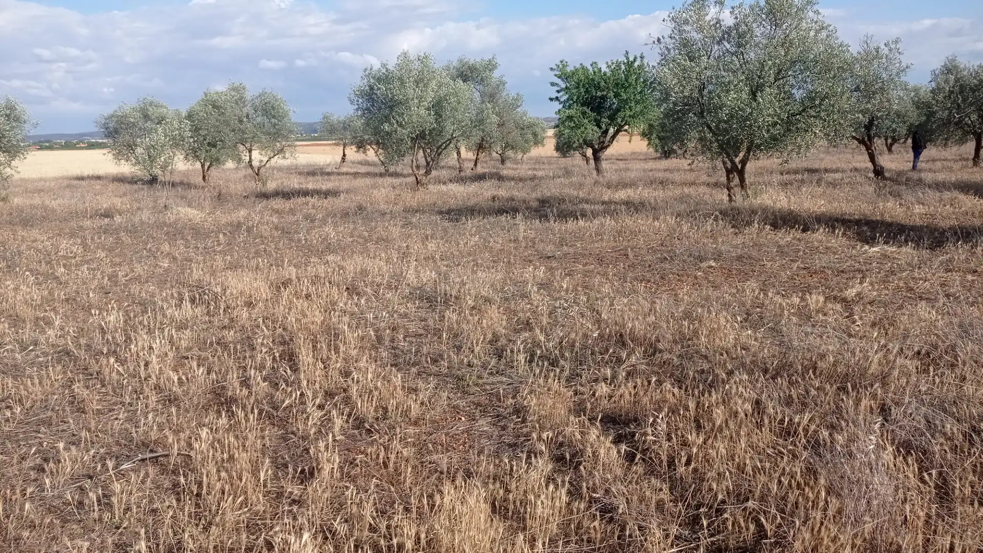 Terreny rústic en venda a Miguelturra, imagen 3