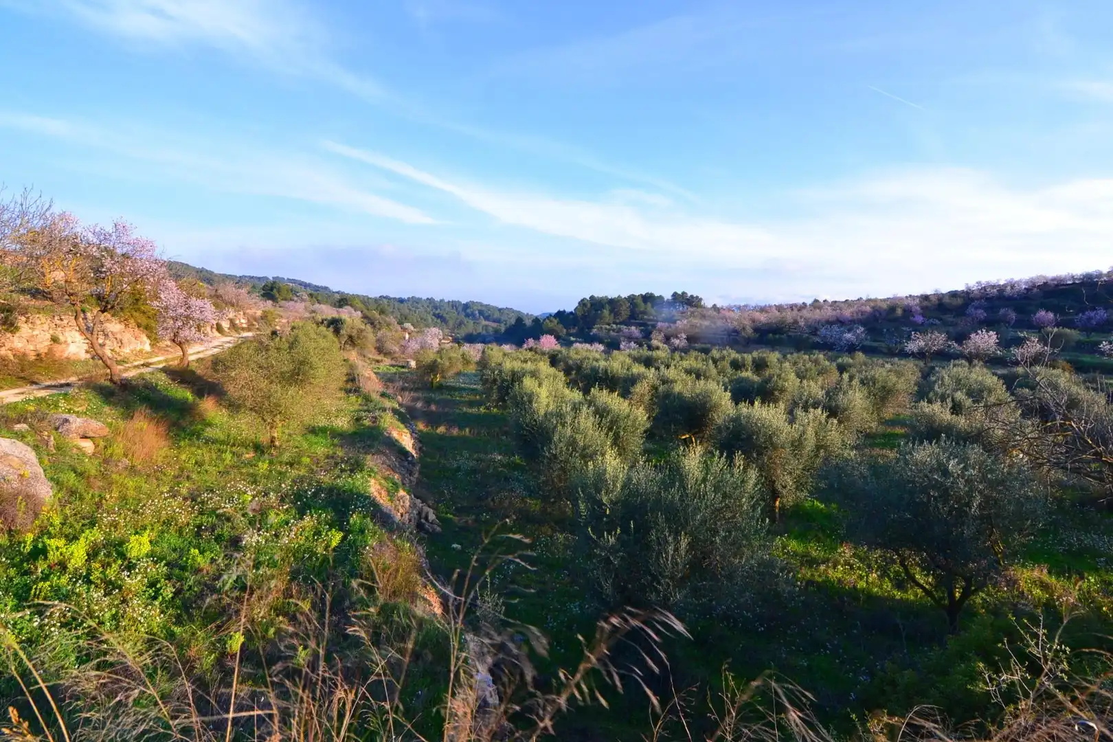 Rural land for sale in Corbera d'Ebre, imagen 8