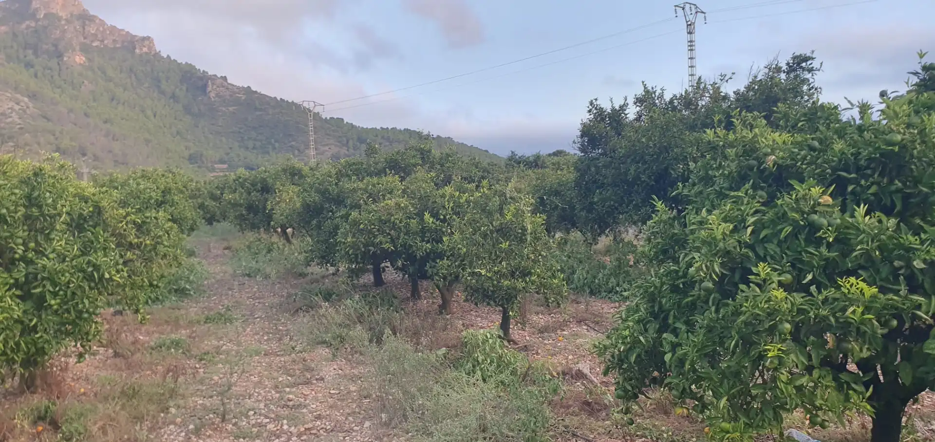Terreny rústic en venda a Camí Sanchis, imagen 5
