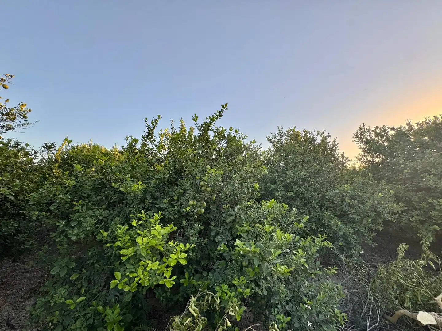 Land for sale in Orihuela