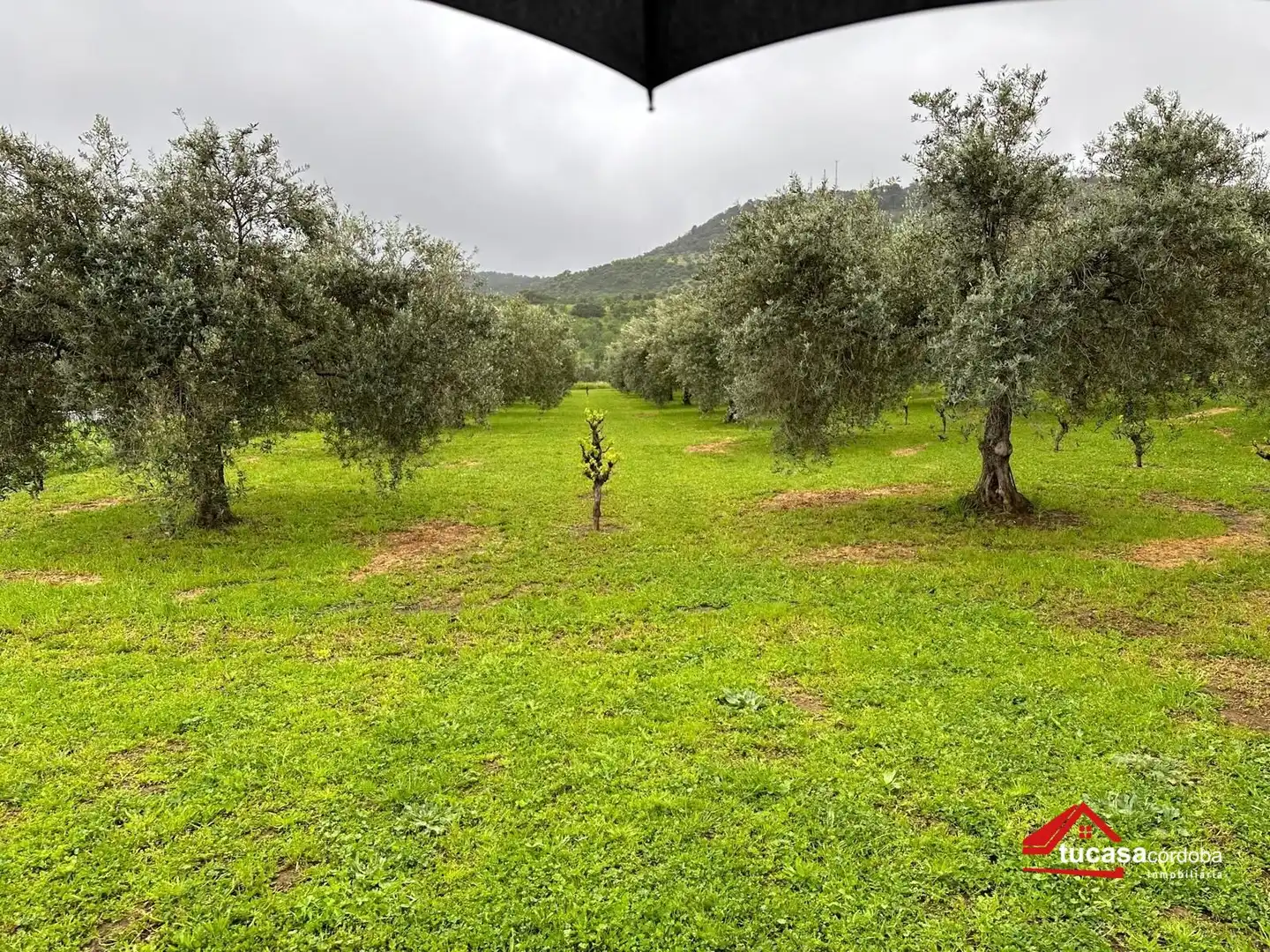 Terreno rustico in vendita a Villanueva del Rey, imagen 42