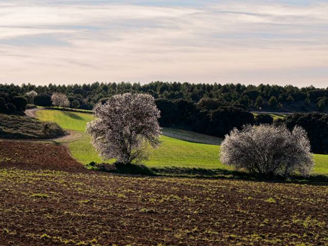 Terreno en Venta en CM-3009, 41 en Villaescusa de Haro