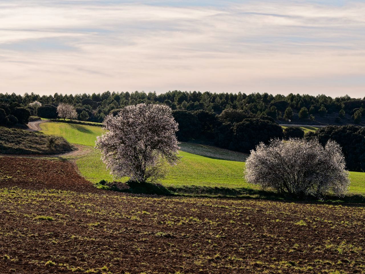 Land for sale in Villaescusa de Haro