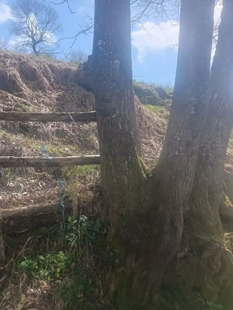 Terreny en venda en Tineo