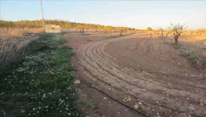 Rural land for sale in Pd Alciri, imagen 11