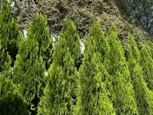Garden of Flat for rent in Madrid  with Air Conditioner, Heating and Parquet flooring