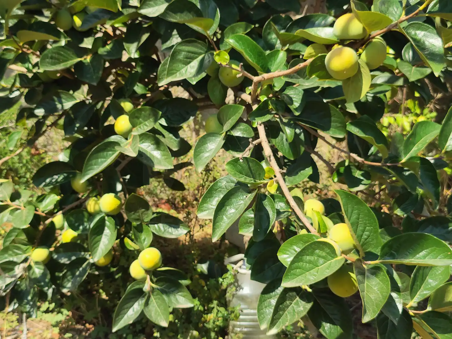 Jardí de Finca rústica en venda en Sant Vicenç Dels Horts amb Calefacció, Terrassa i Piscina