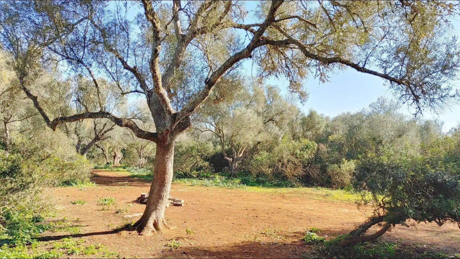 Terrenys i solars en venda a Felanitx Poble, imagen 18