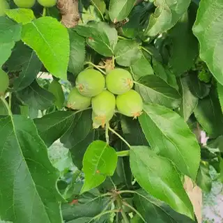 Jardín de Finca rústica en venta en Osera de Ebro con Calefacción, Terraza y Amueblado