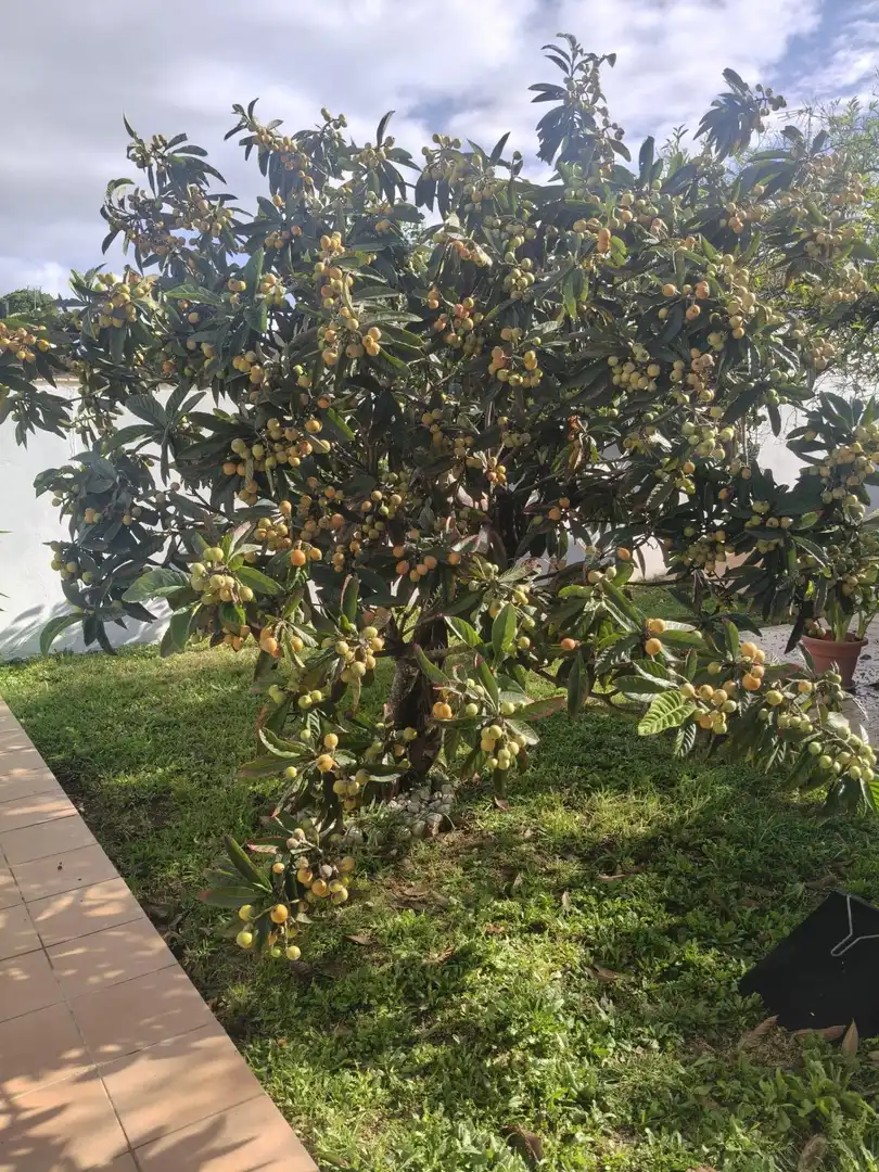 Jardí de Casa o xalet en venda en Chiclana de la Frontera amb Aire condicionat, Jardí privat i Traster