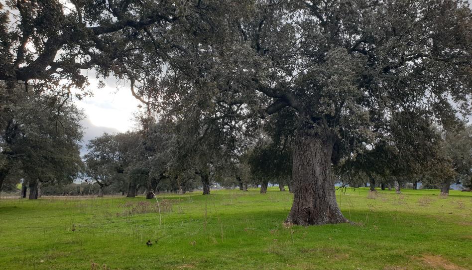 Foto 1 de Terreno en venta en Castilblanco, Badajoz