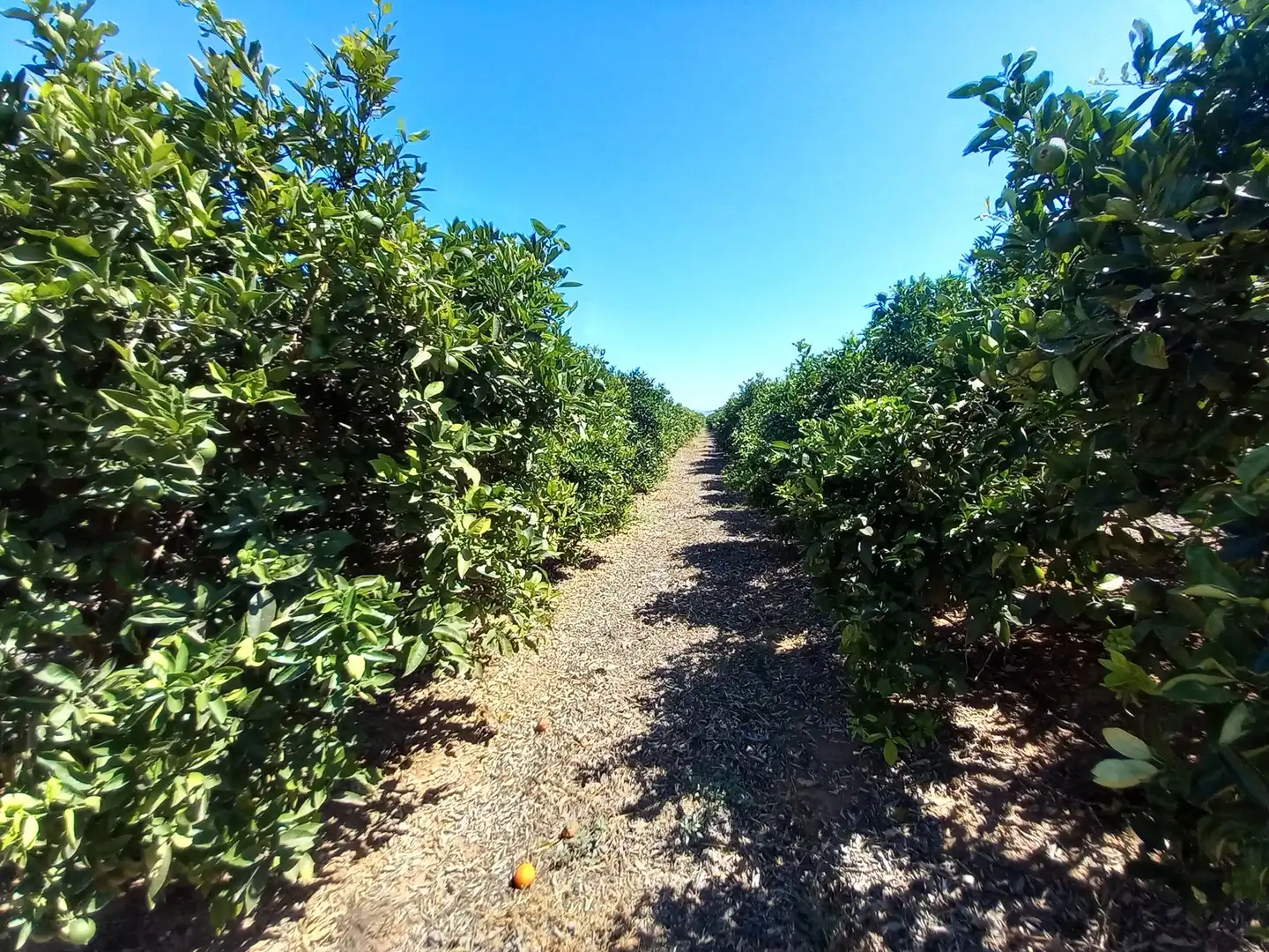 Exterior view of Land for sale in Vinaròs