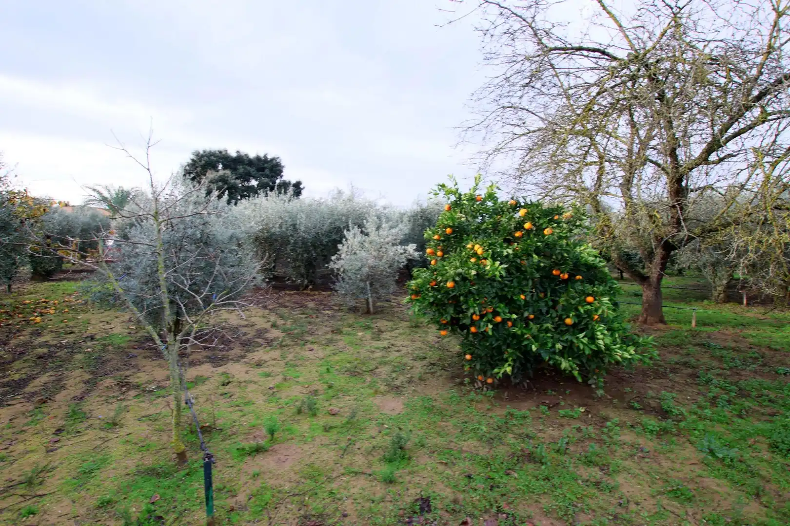 Jardí de Finca rústica en venda en Montijo