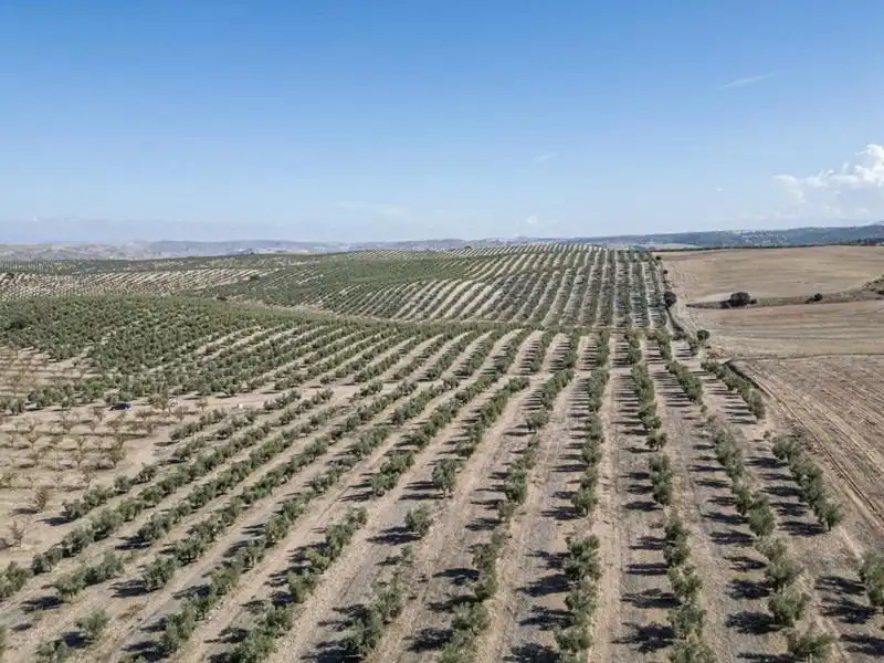 Land for sale in Alamedilla