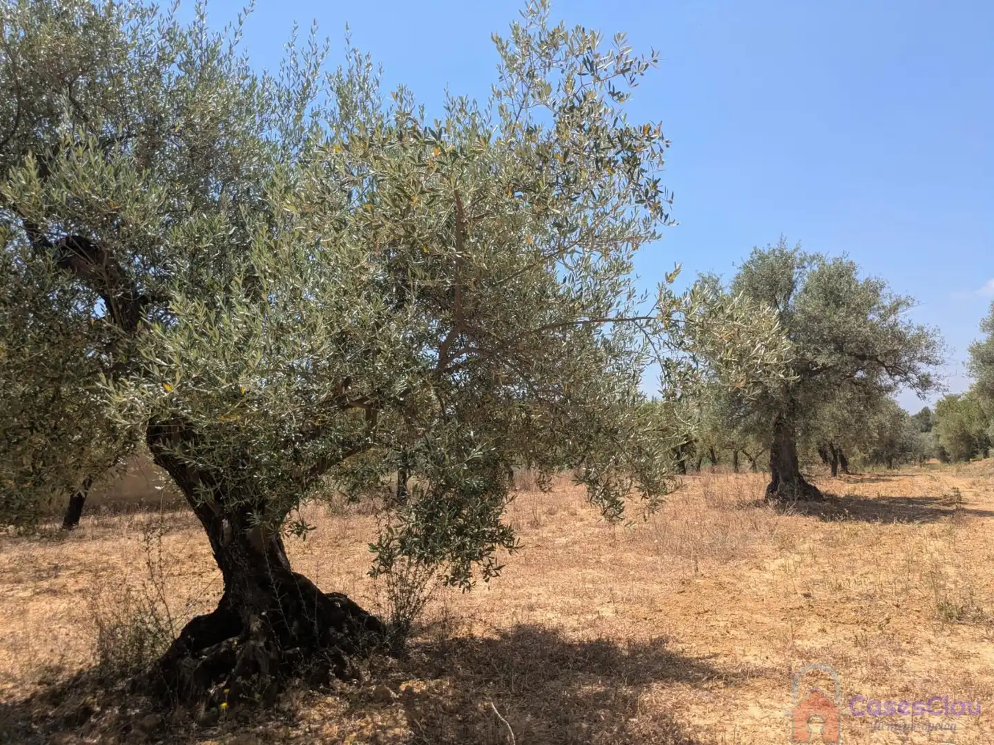 Finca rústica en venta en Vilanova d'Alcolea