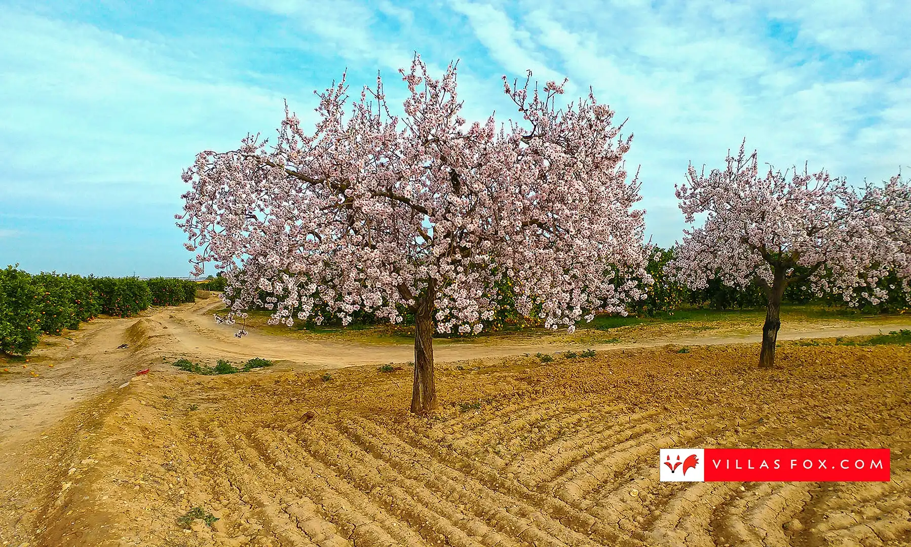 Maison à vendre à San Miguel de Salinas, imagen 64